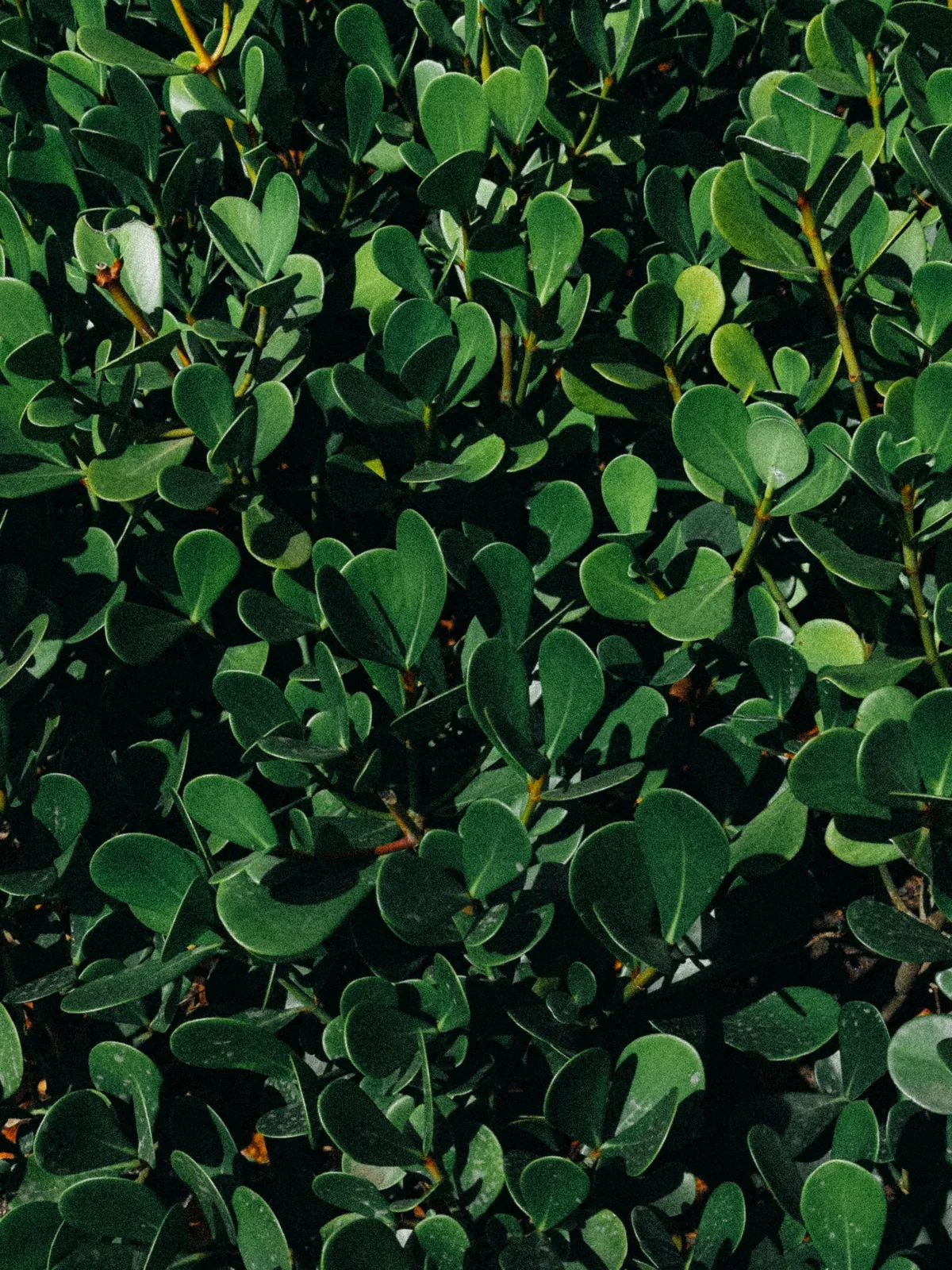 Dense green hedge leaves with sunlight across the upper growth.