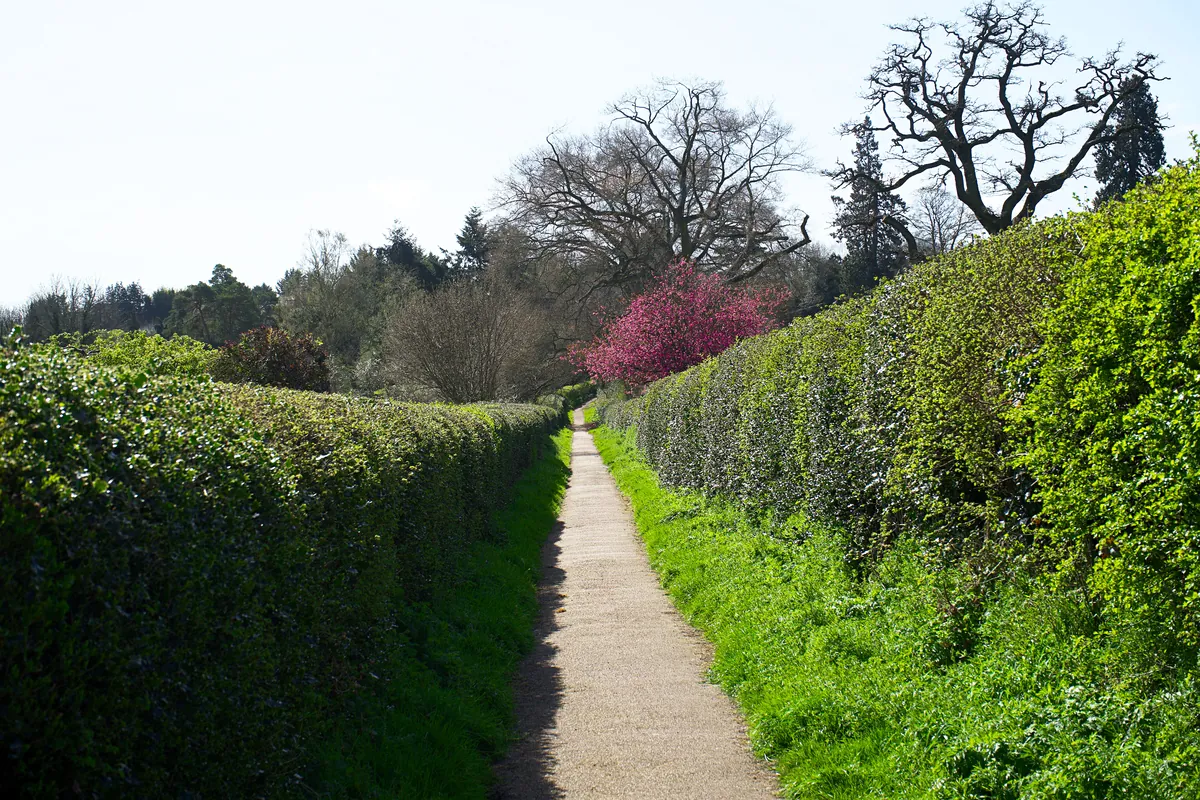 A narrow sunlit path between mature green hedges beneath a flowering tree.