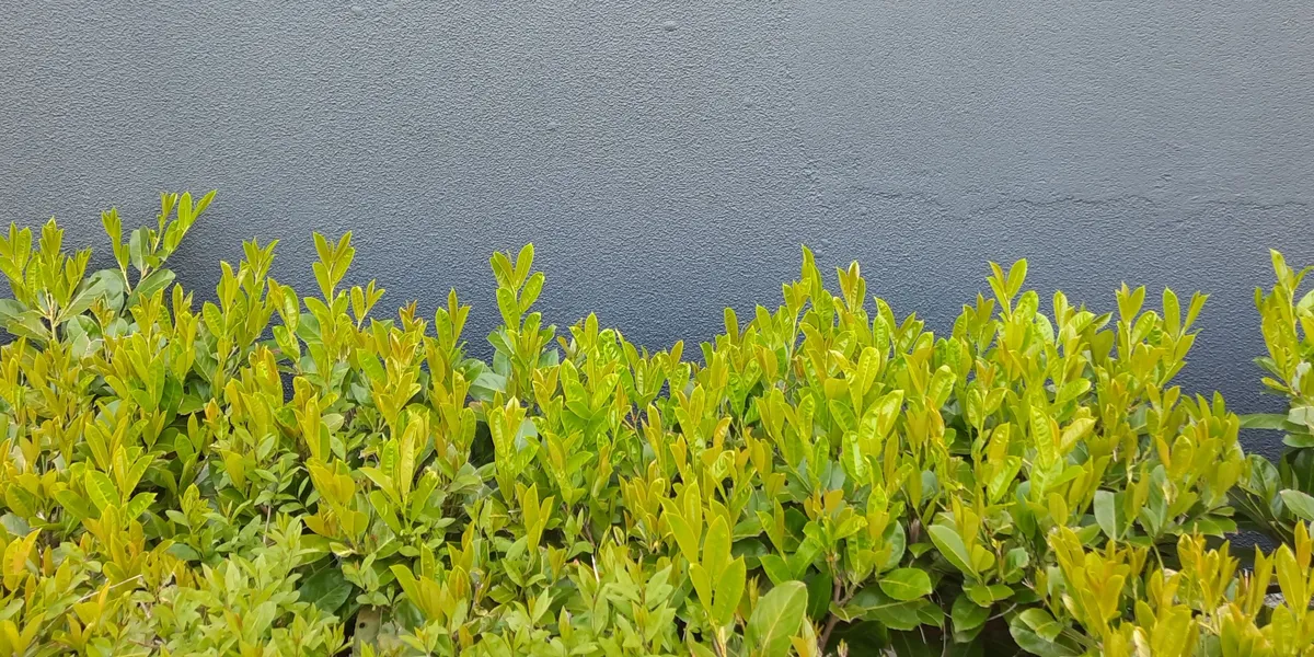 Fresh green hedge growth against a plain grey rendered wall.