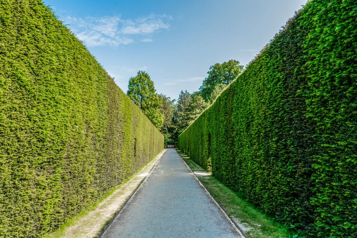 Tall clipped hedge walls frame a straight gravel path.